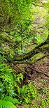 Plants: image 66 Of 208 Thumb
